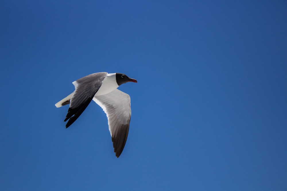 white and black bird flying during daytime