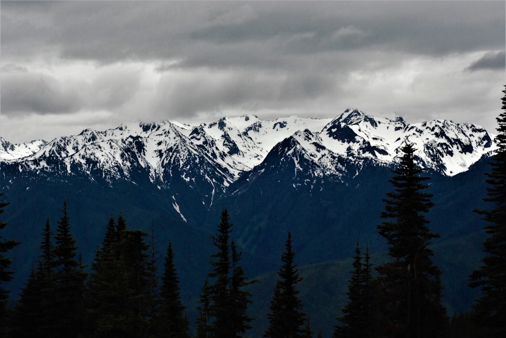 pins verts près d’une montagne enneigée pendant la journée