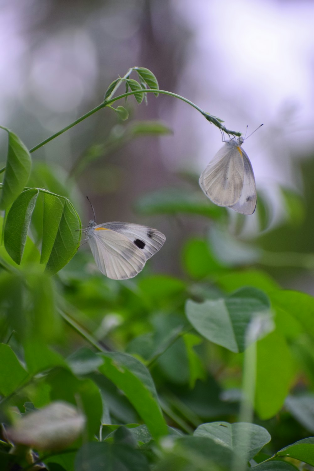 white butterfly perched on green leaf in close up photography during daytime