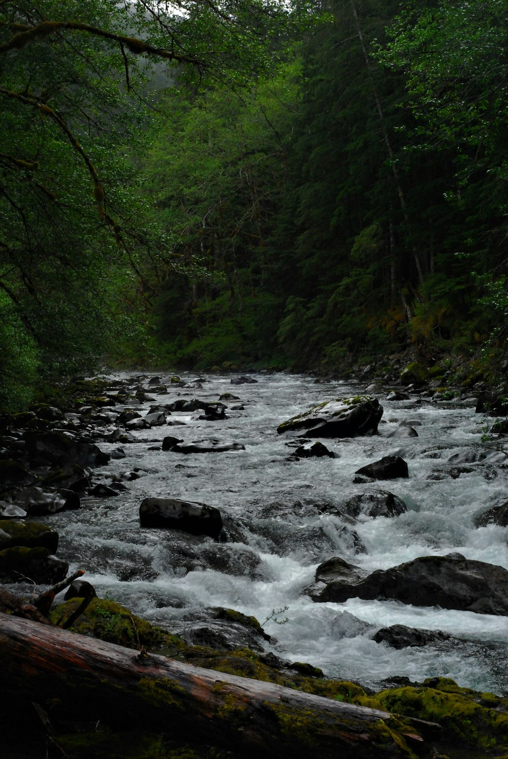 river in the middle of forest during daytime