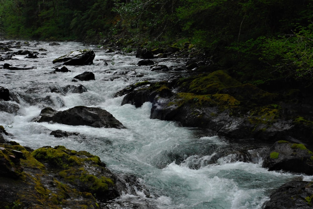 river in the middle of the forest