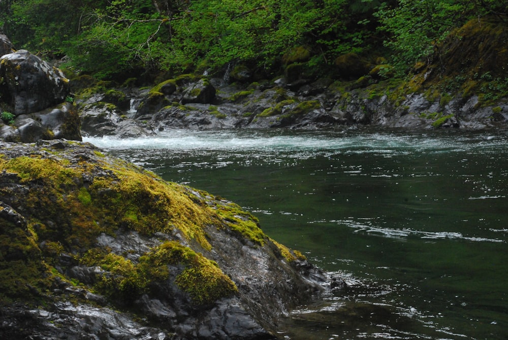 green moss on rock near river