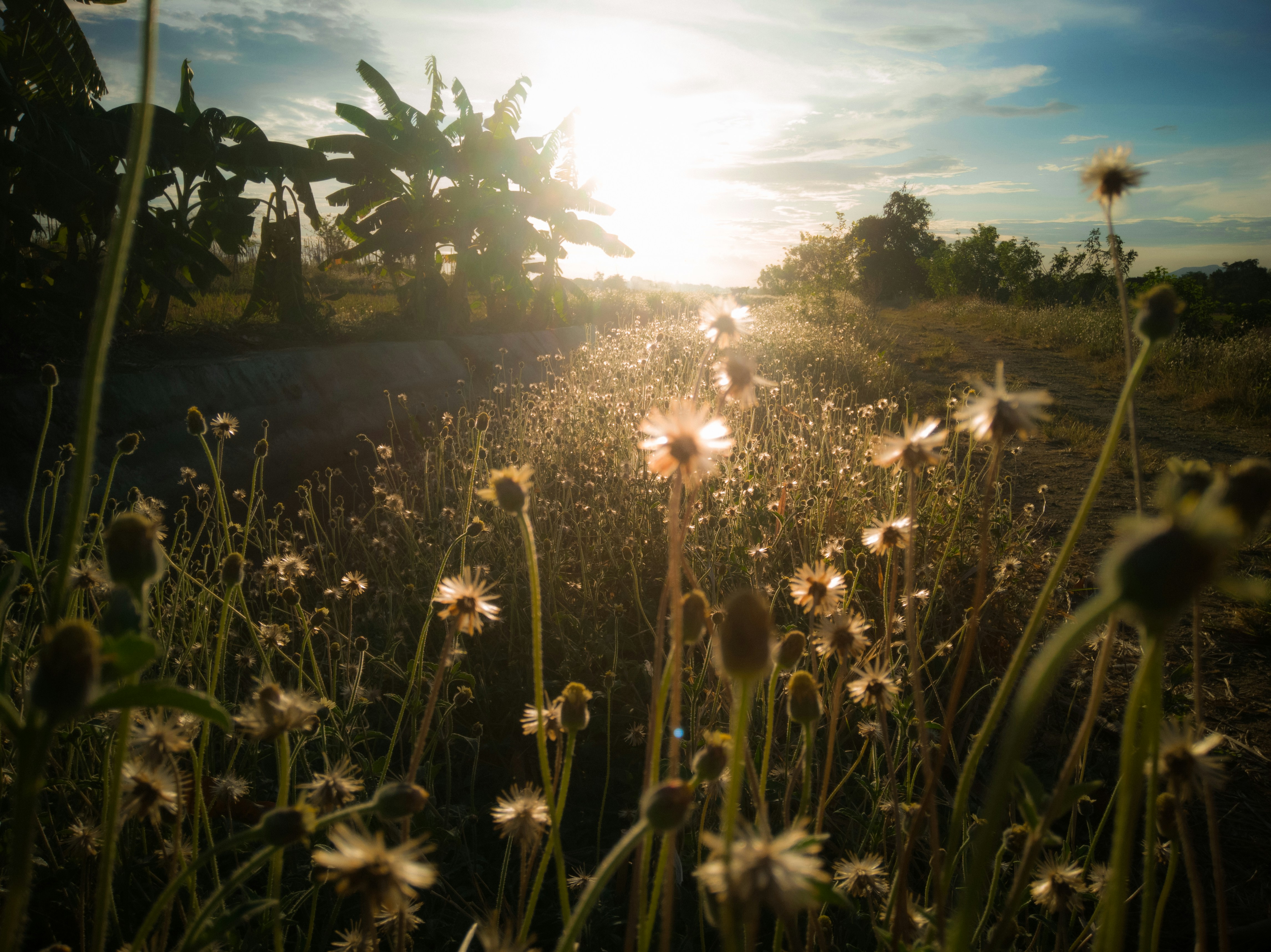 Hiking trails for beginners near me - Sunflower Meadow Route