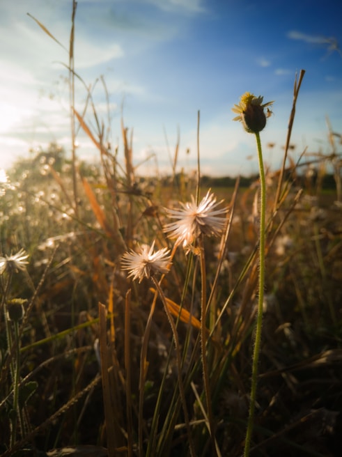 Close-up of native wildflowers blooming among tall prairie grasses in soft morning light