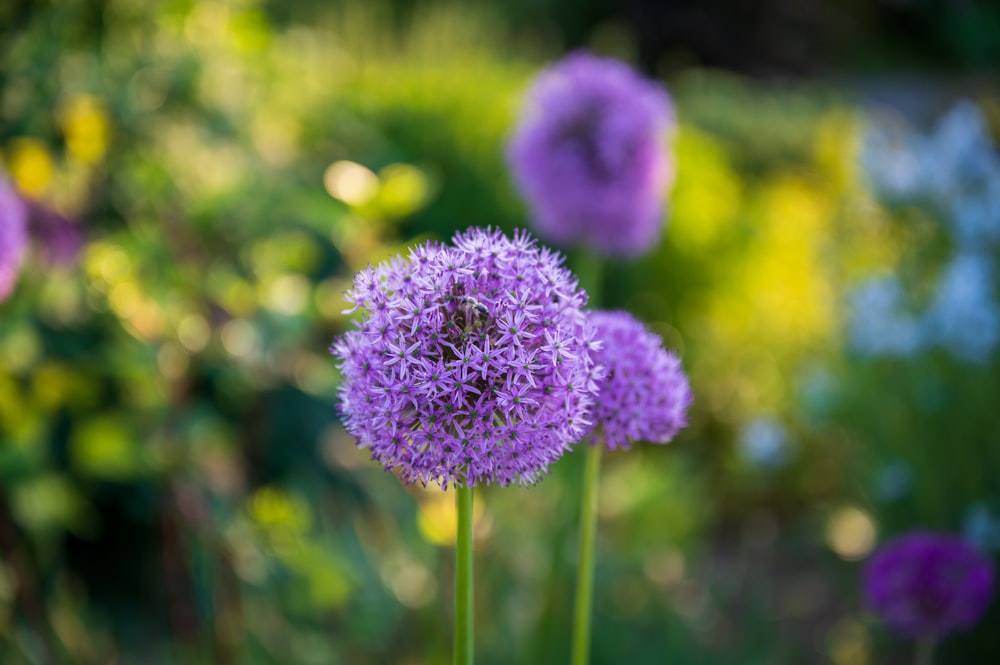 purple flower in tilt shift lens