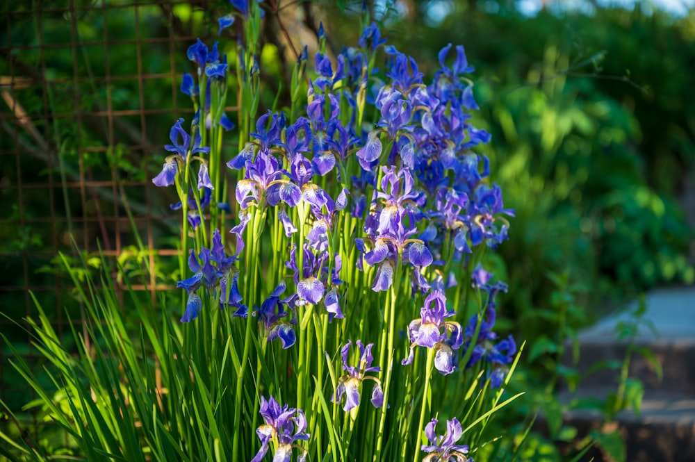 purple flowers in tilt shift lens