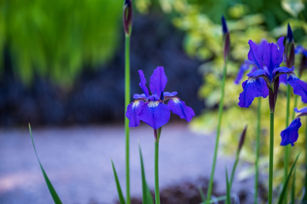 purple flower in tilt shift lens