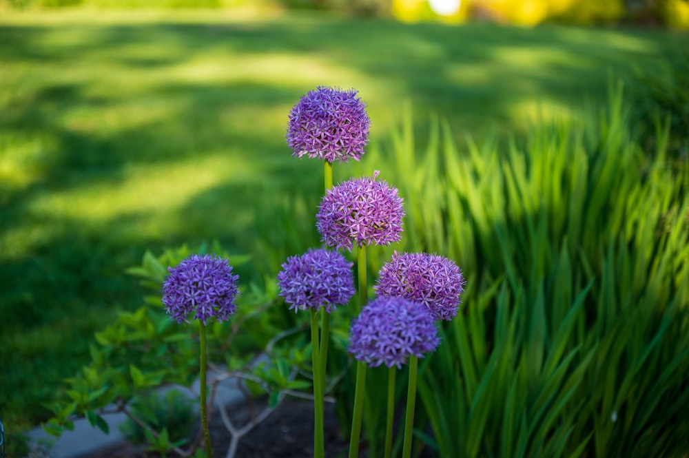 purple flower in tilt shift lens