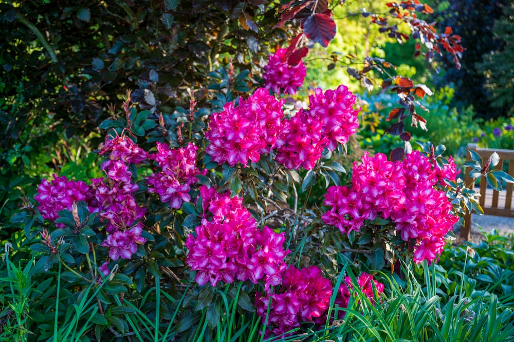 purple and yellow flowers during daytime