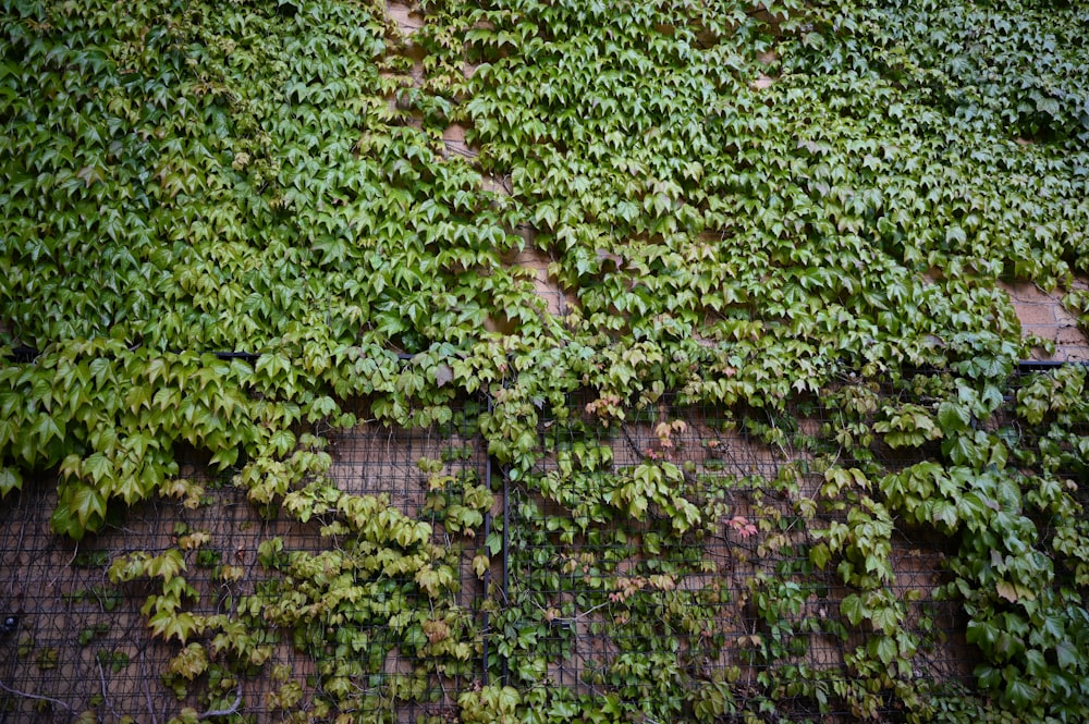 green moss on gray wall