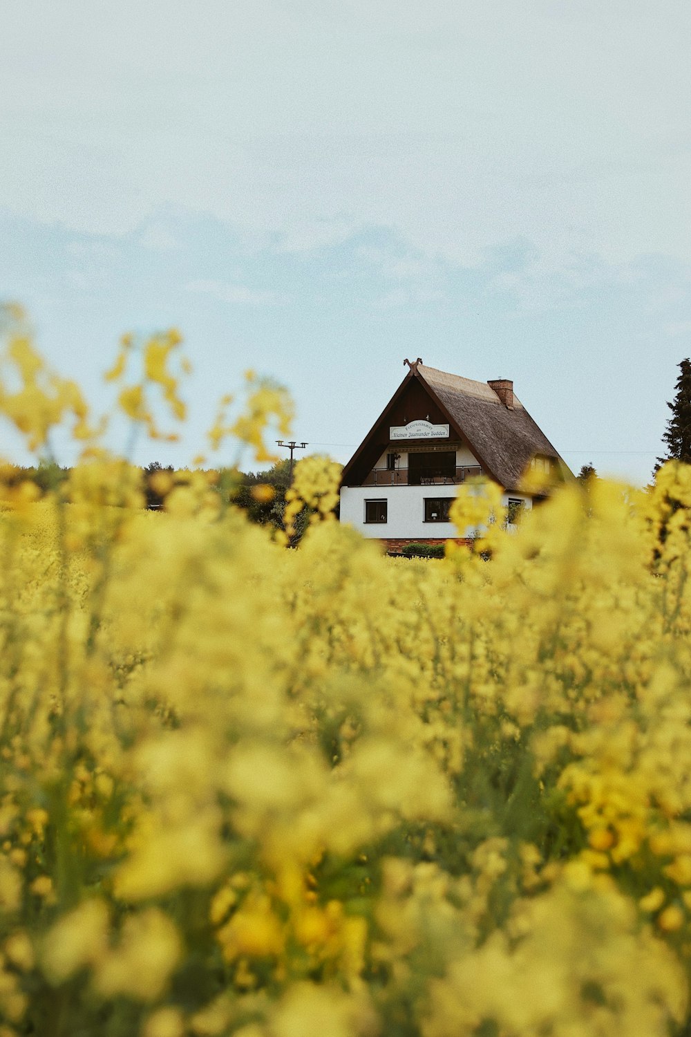 yellow flower field near brown house during daytime