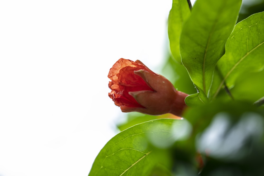 red flower with green leaves