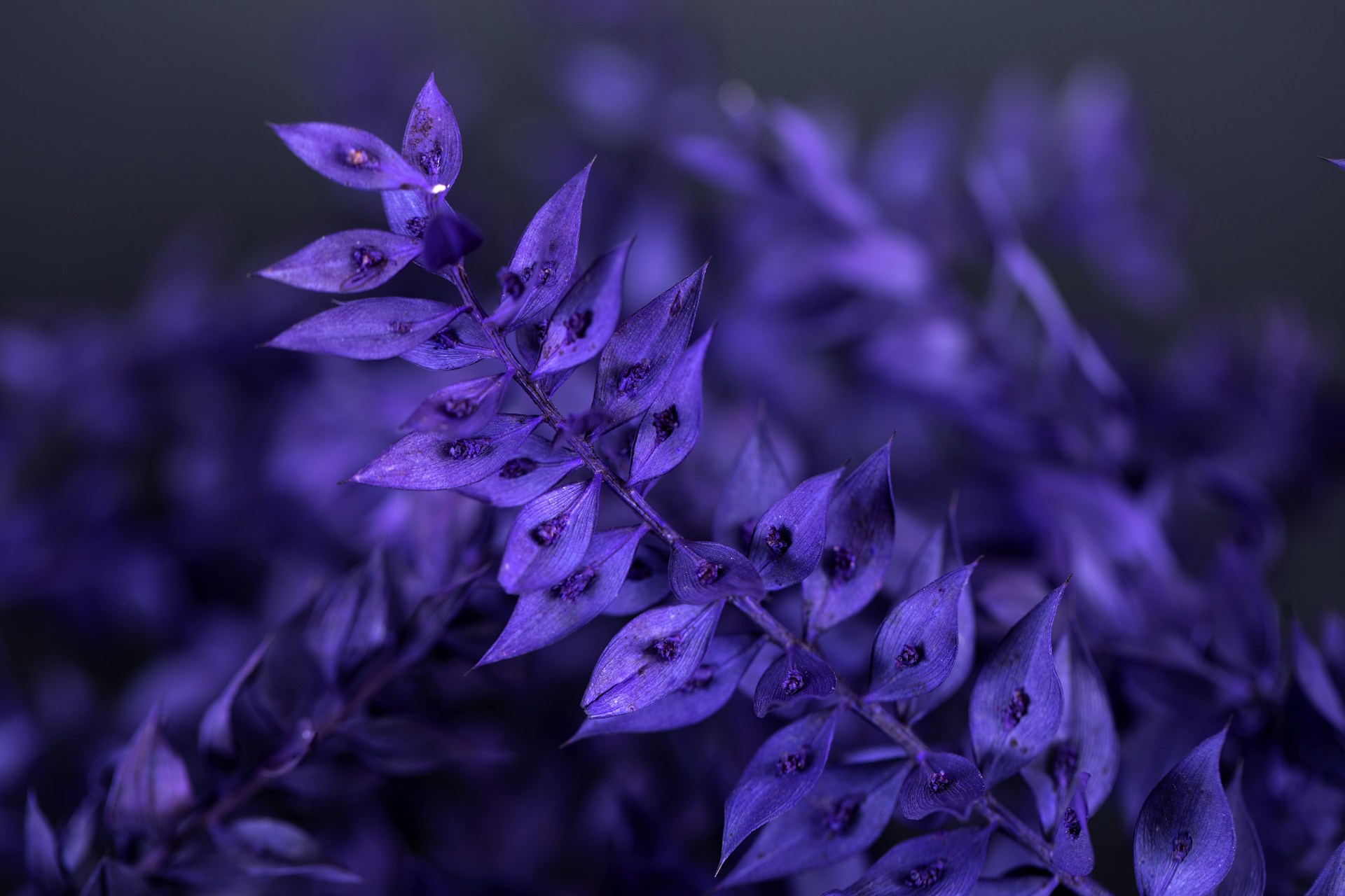 purple flowers with green leaves