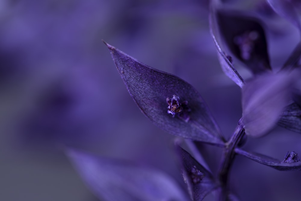 purple flower in tilt shift lens