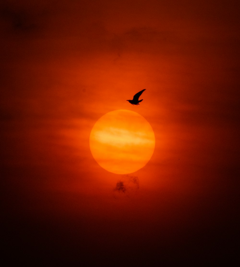 Silhouette eines Vogels, der bei Sonnenuntergang fliegt