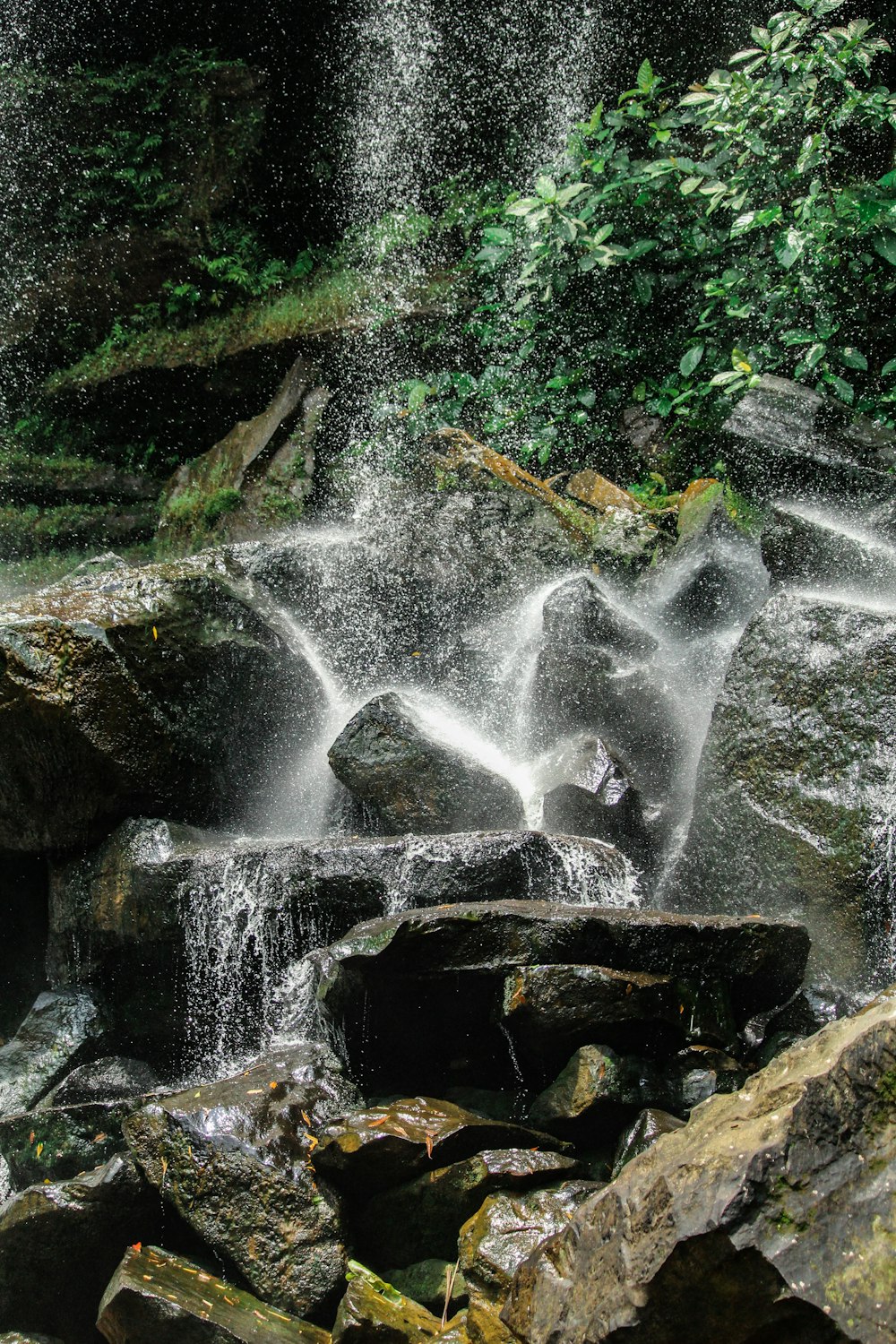 water falls in the middle of the forest