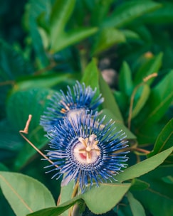 A vibrant blue passionflower stands out amidst lush green foliage. The flower has intricate radial filaments and a central white and red pattern with five yellow stamens. The plant's leaves are large and deep green, surrounding the colorful blossoms.