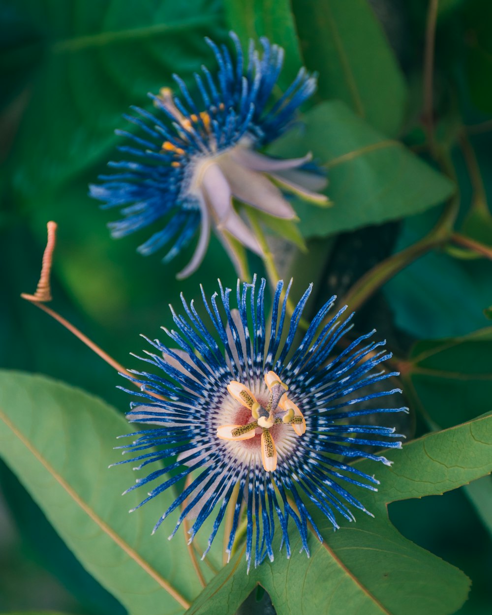 blue and white flower in macro lens photography