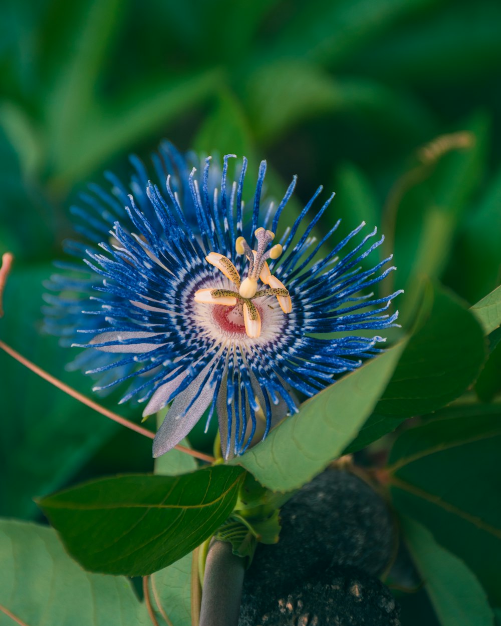 blue and white flower in bloom