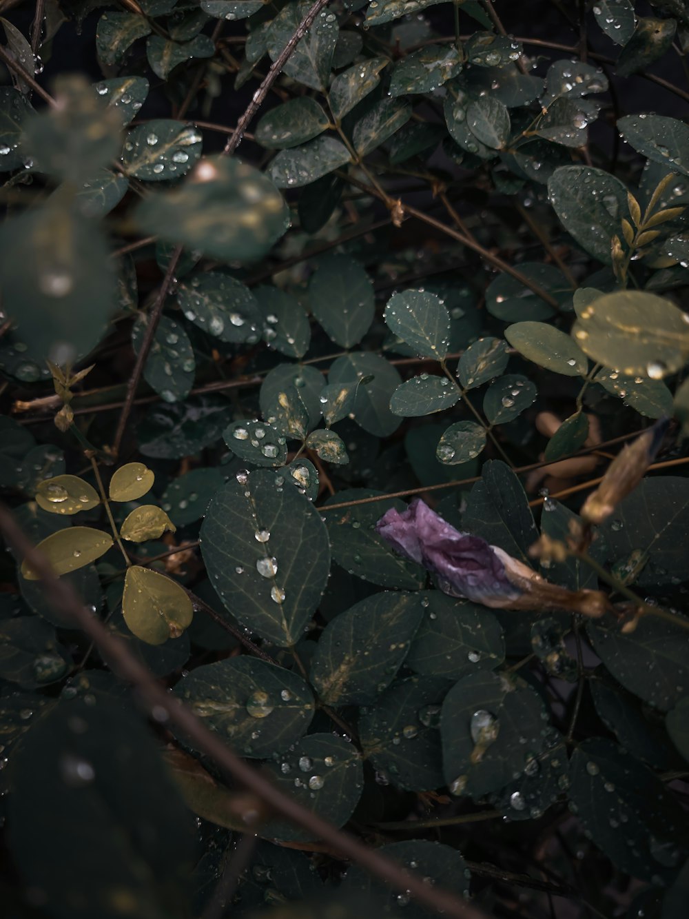 green and purple leaves on body of water