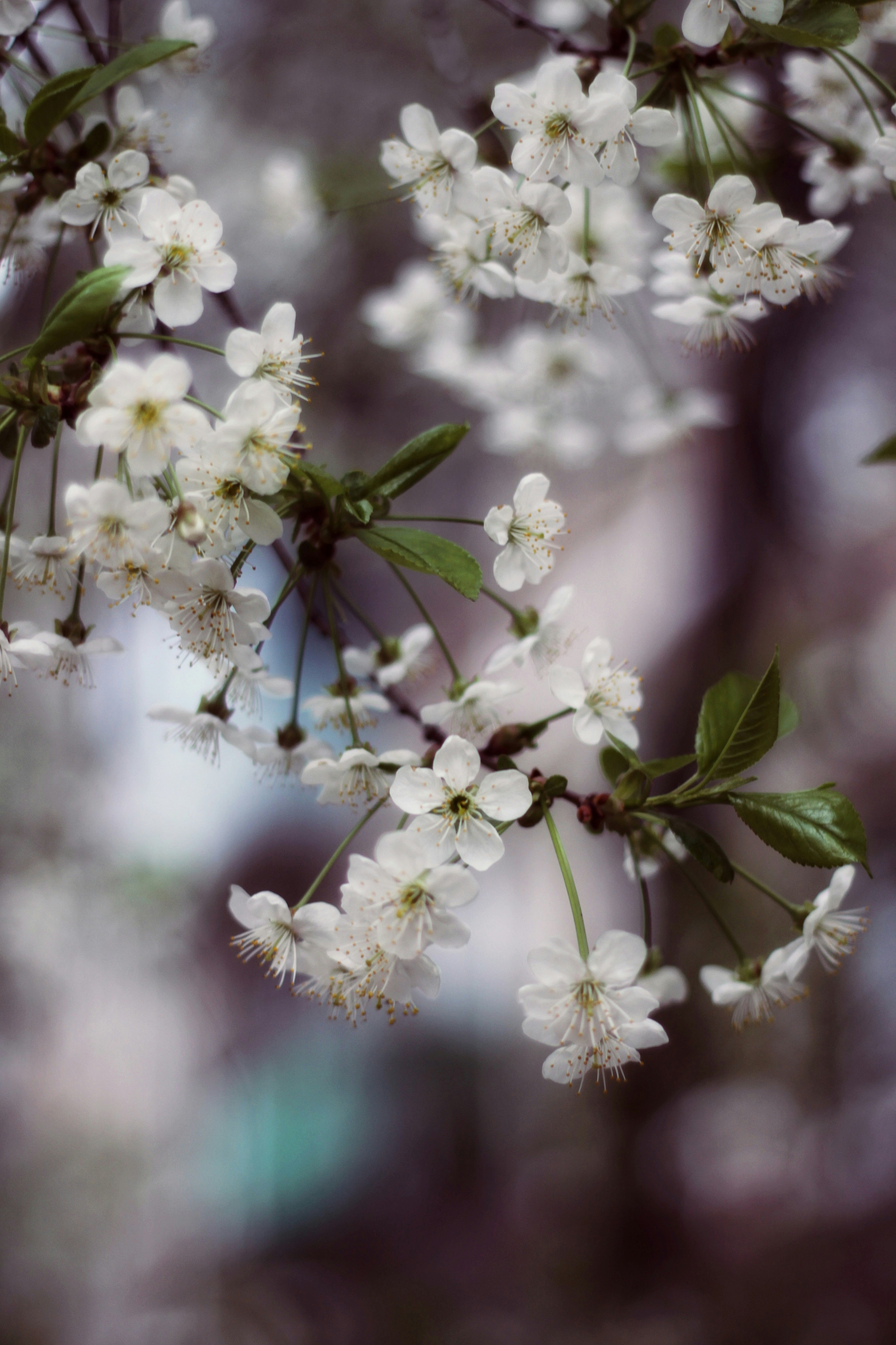 Photo by lilianflower