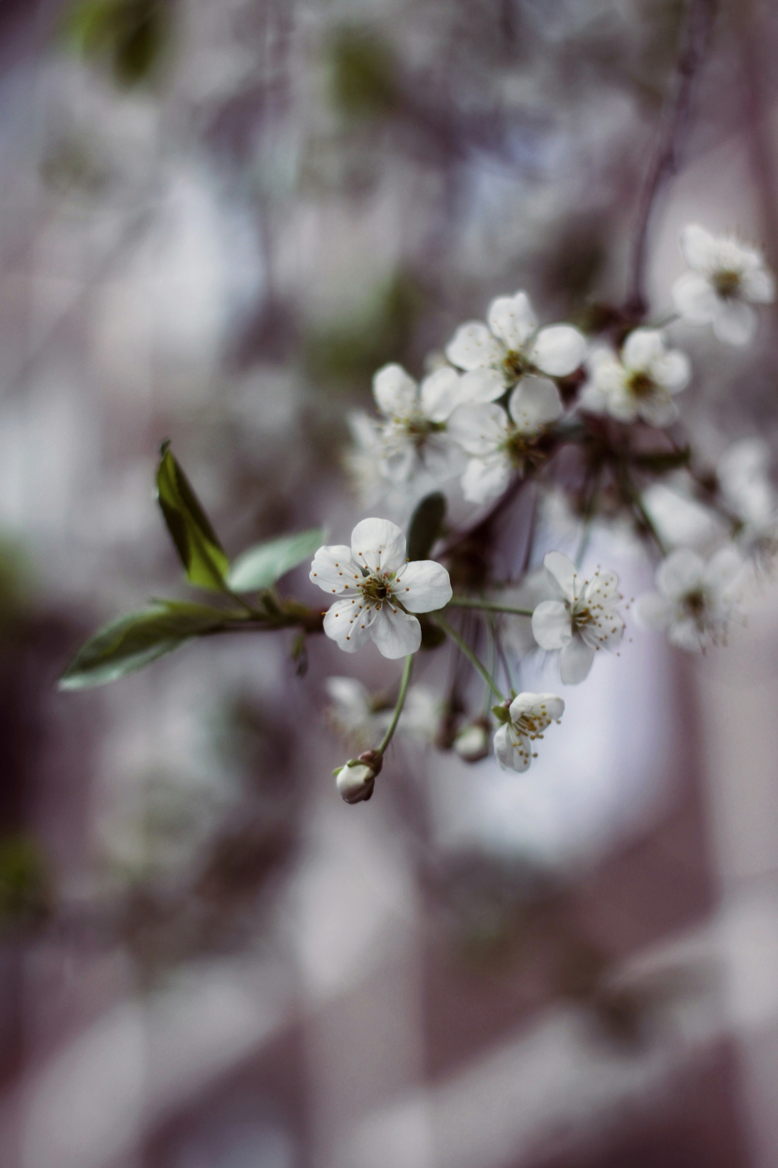 Photo by lilianflower