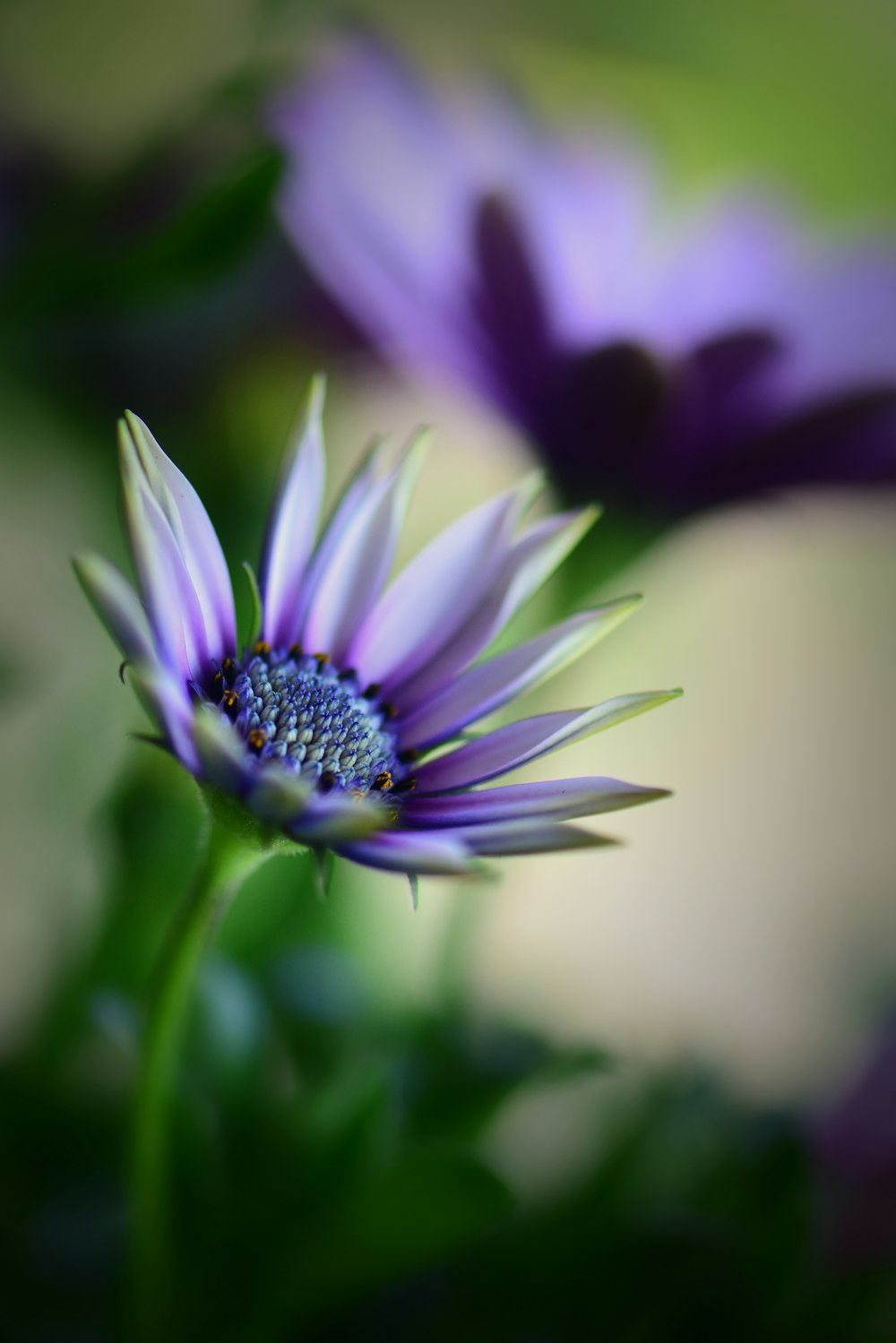 purple and white flower in macro shot