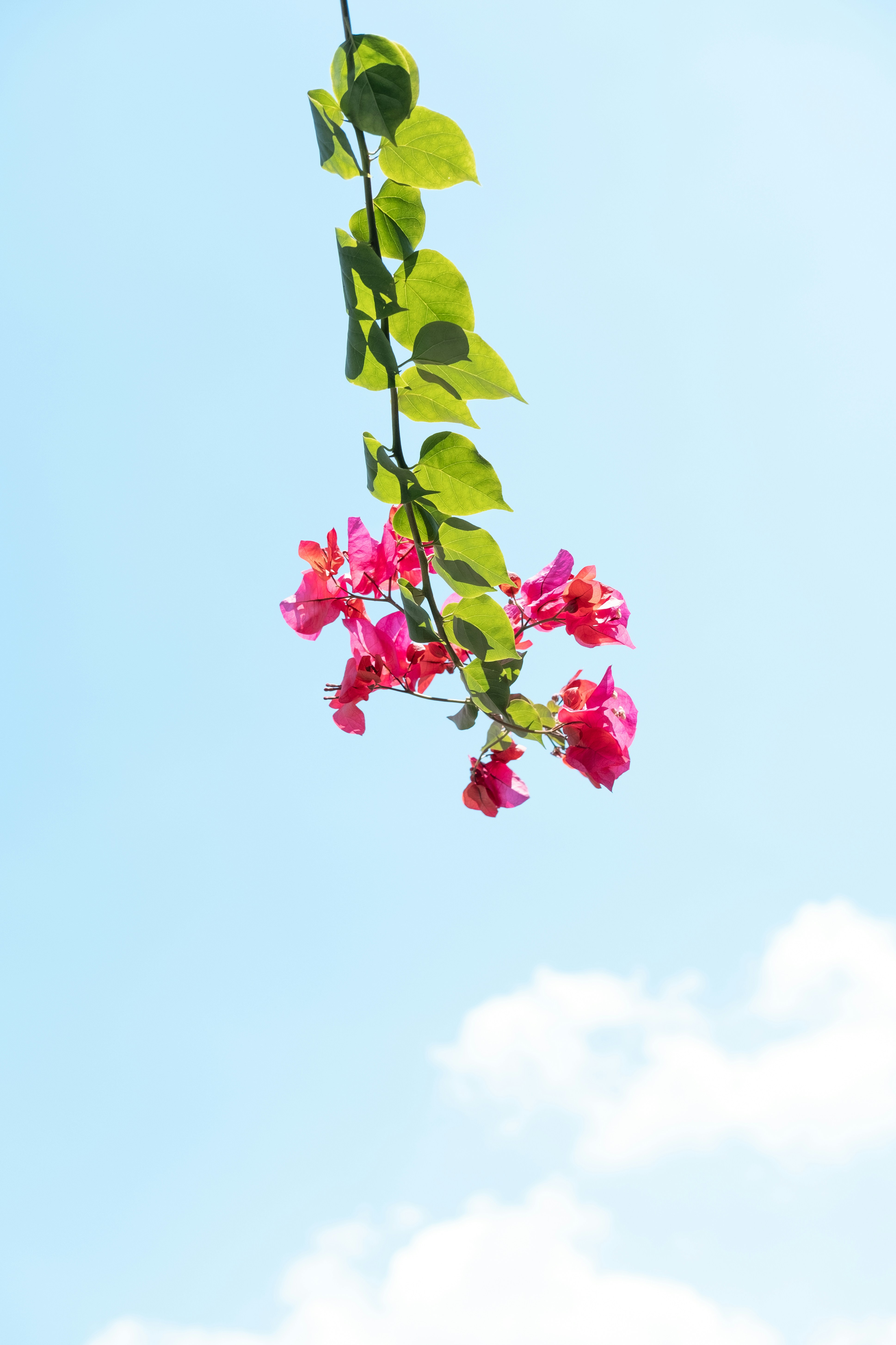 folhas verdes e flores cor-de-rosa