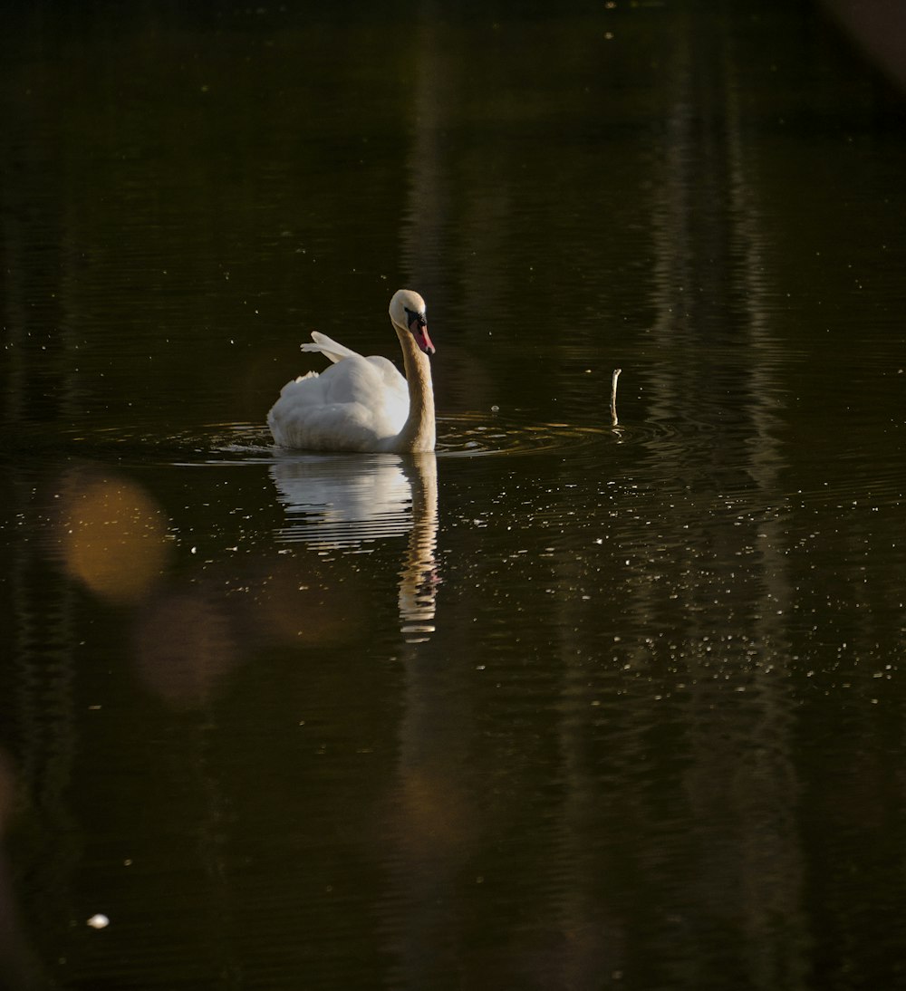 white swan on water during daytime