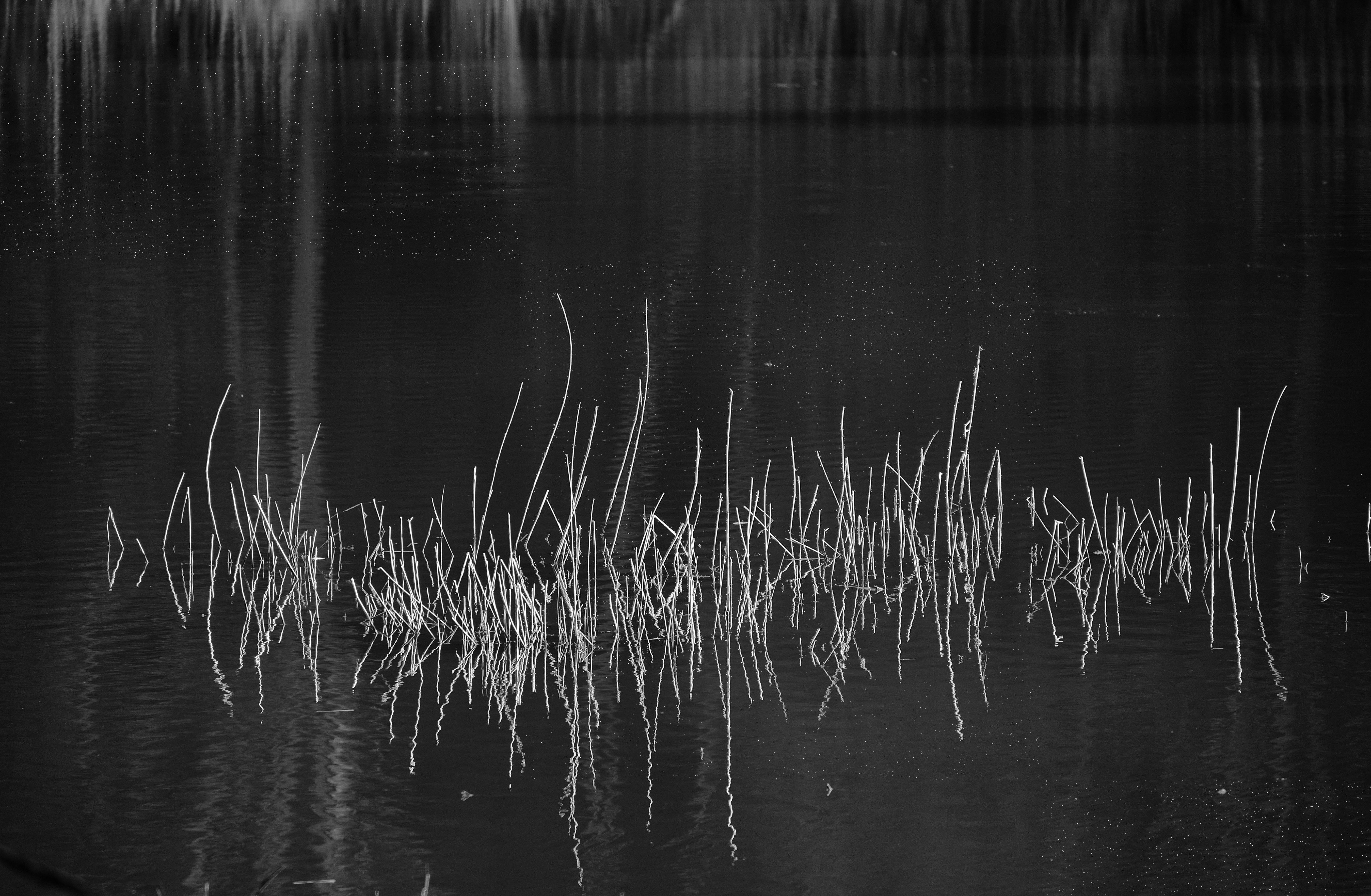 green grass on body of water