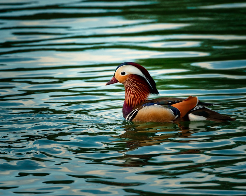 brown and white duck on water