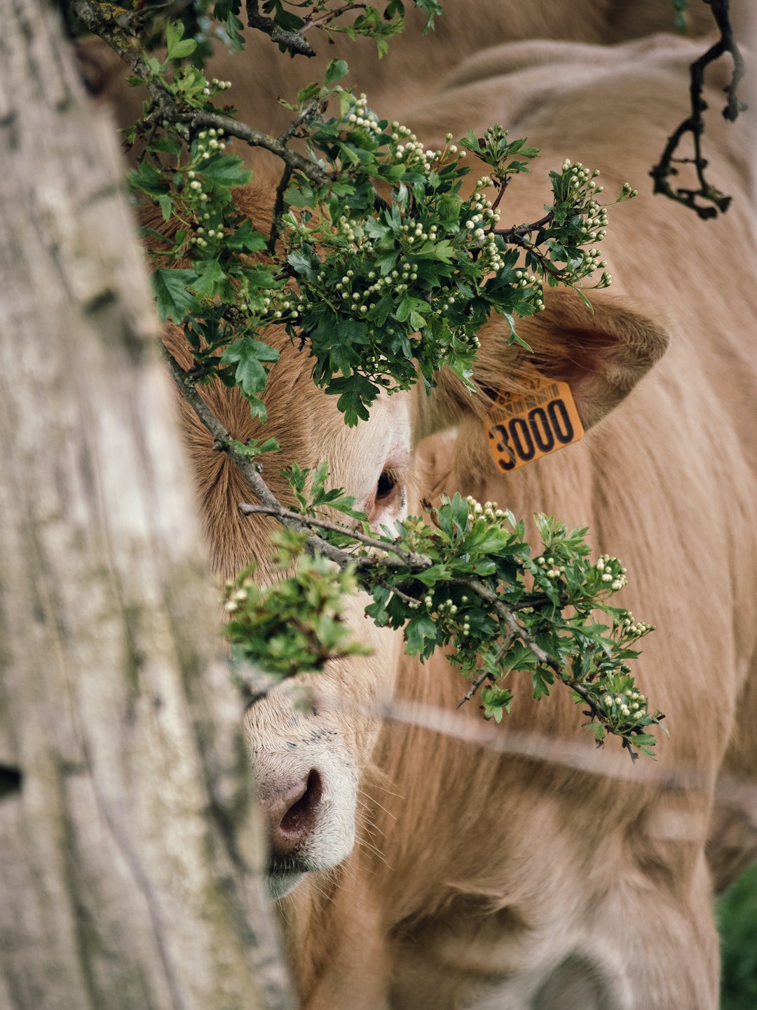 brown cow eating green leaves