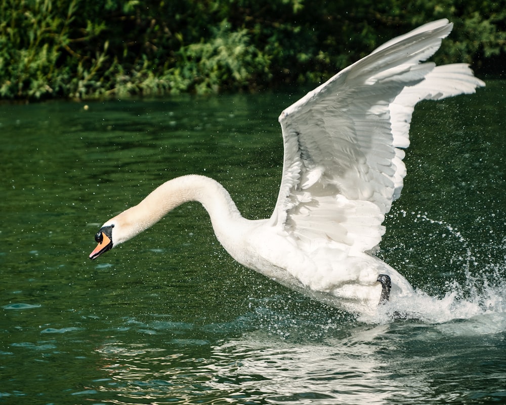 Cigno bianco sull'acqua durante il giorno