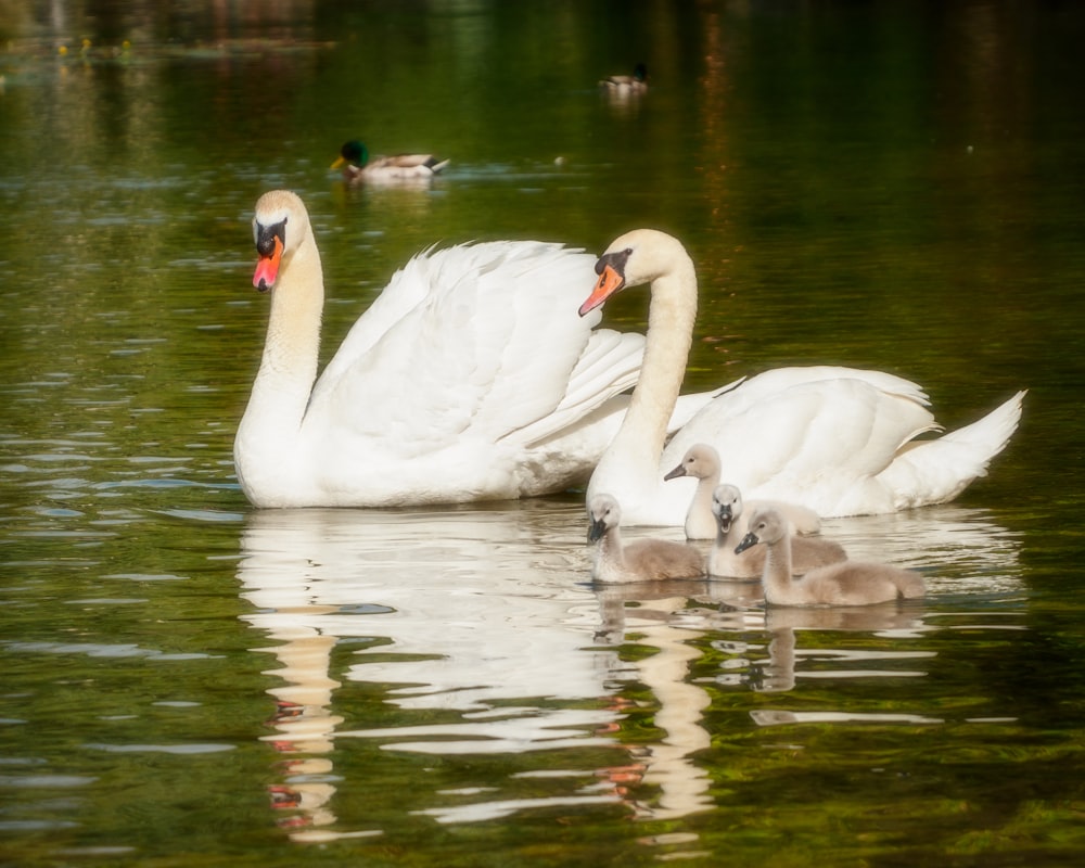 white swan on water during daytime