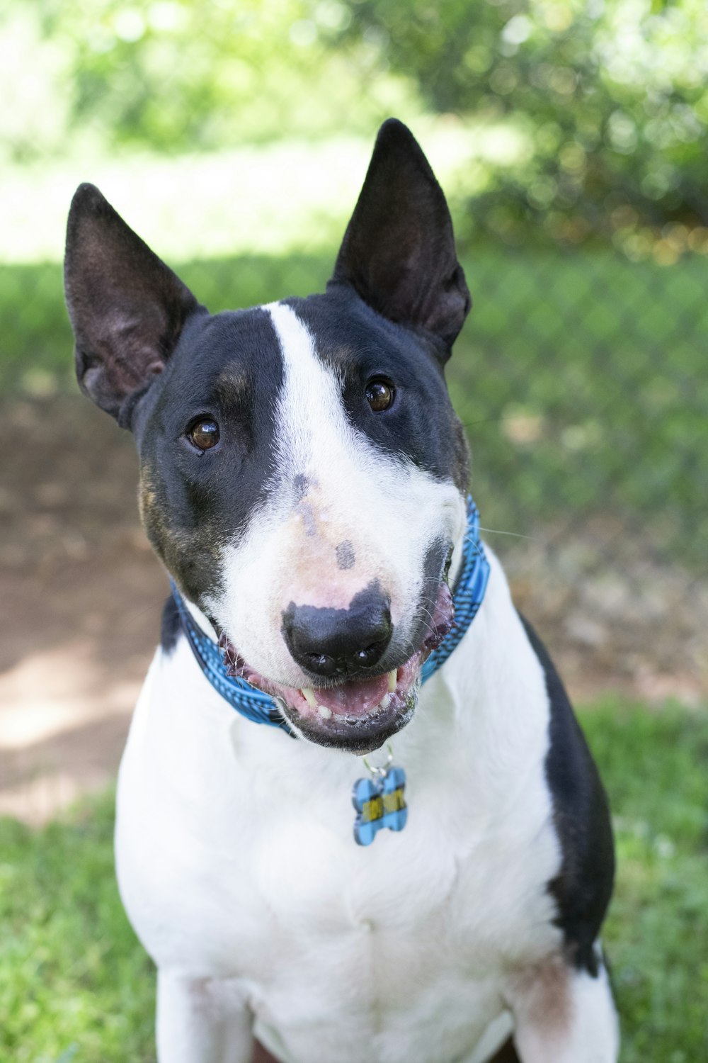 white and black short coated dog