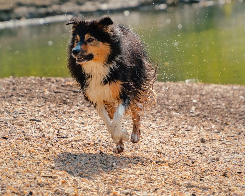 black and brown long coated dog running on brown soil near body of water during daytime