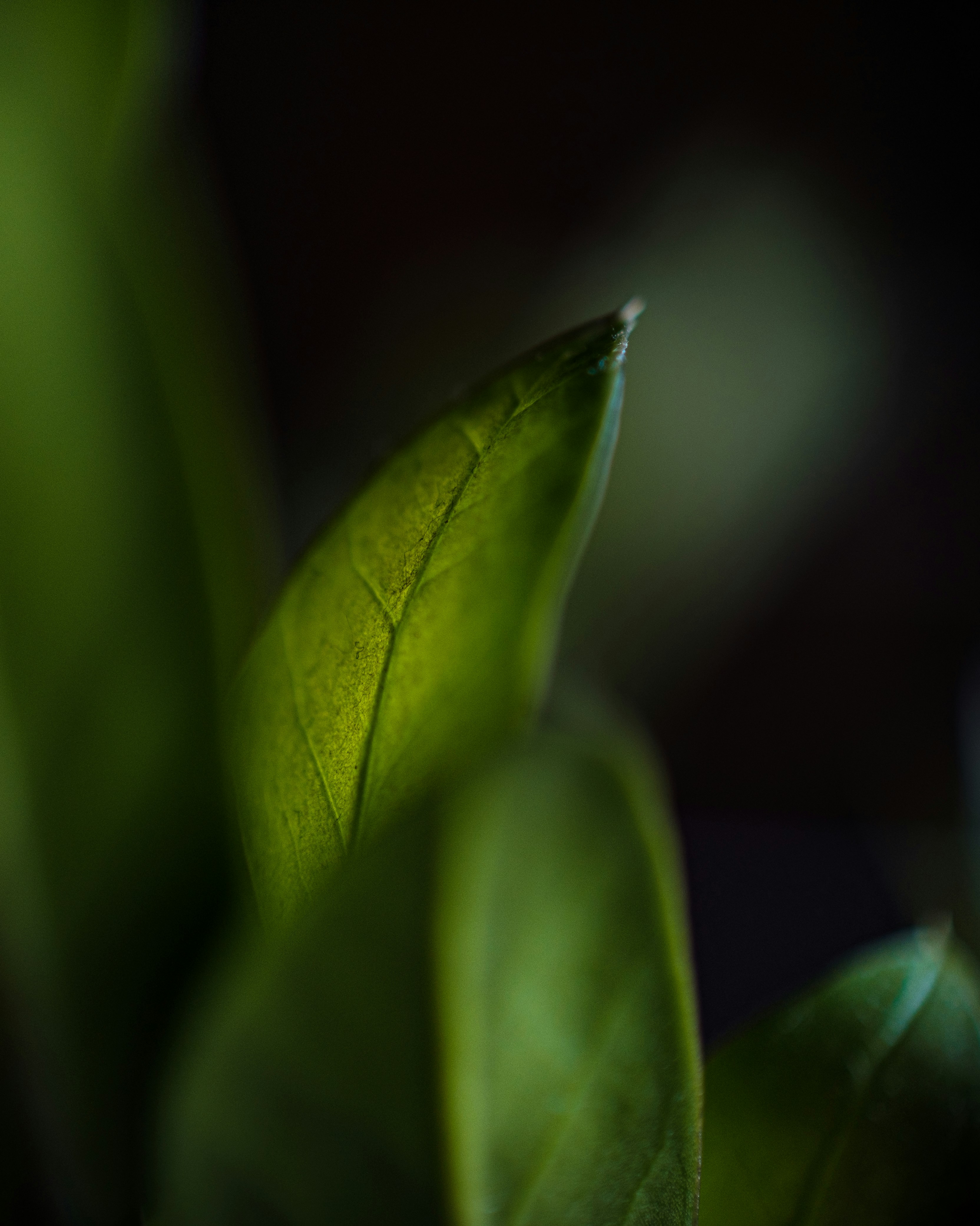 Photo by abhijit_sinha