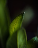green leaf in close up photography