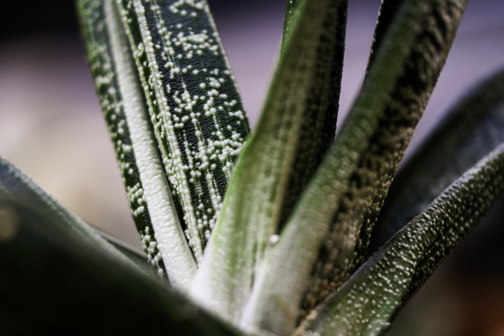 green plant with water droplets