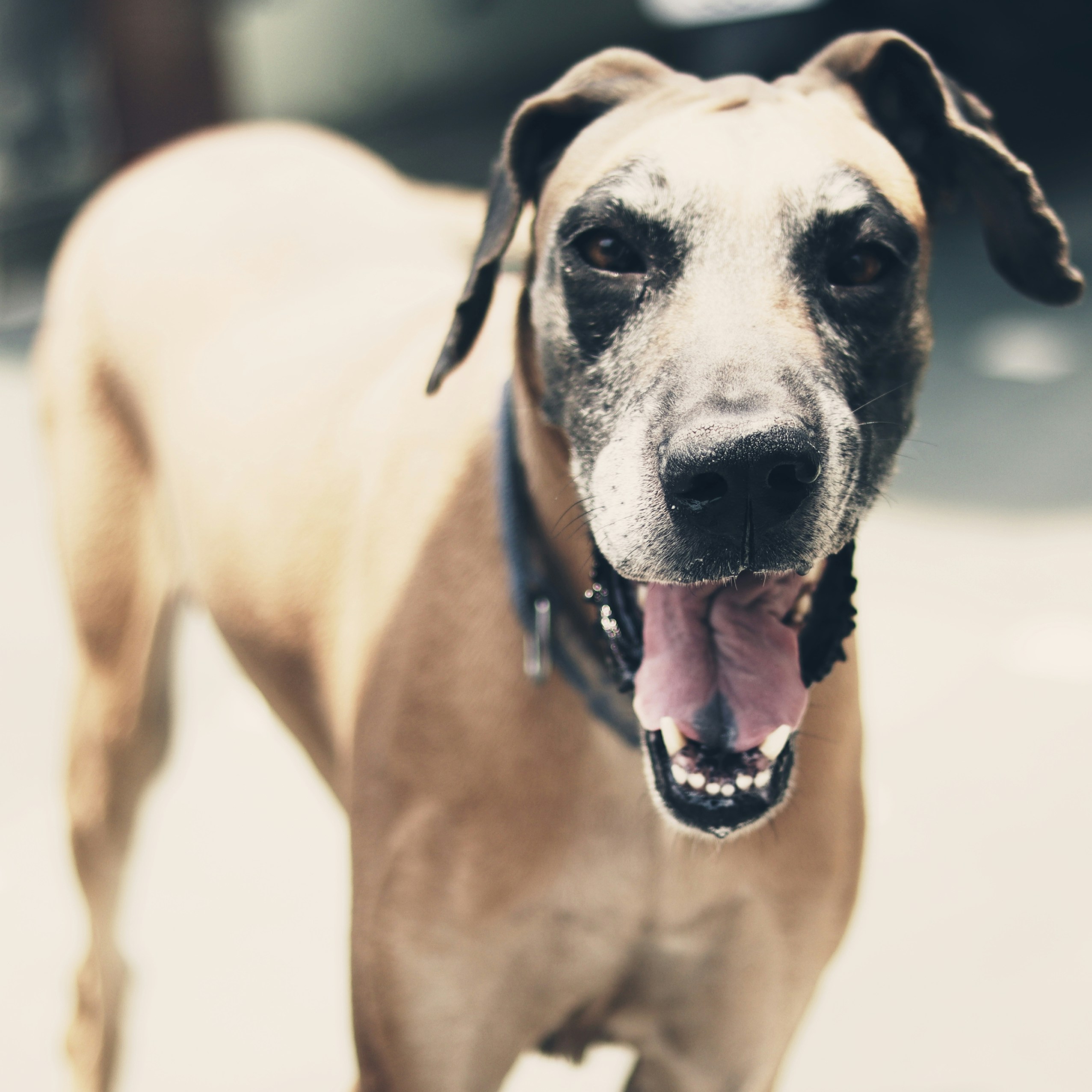 brown and white short coated dog