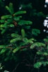 green pine tree in close up photography