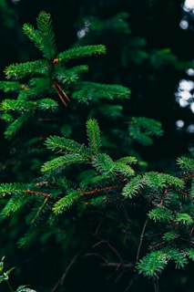 green pine tree in close up photography