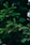 green pine tree in close up photography