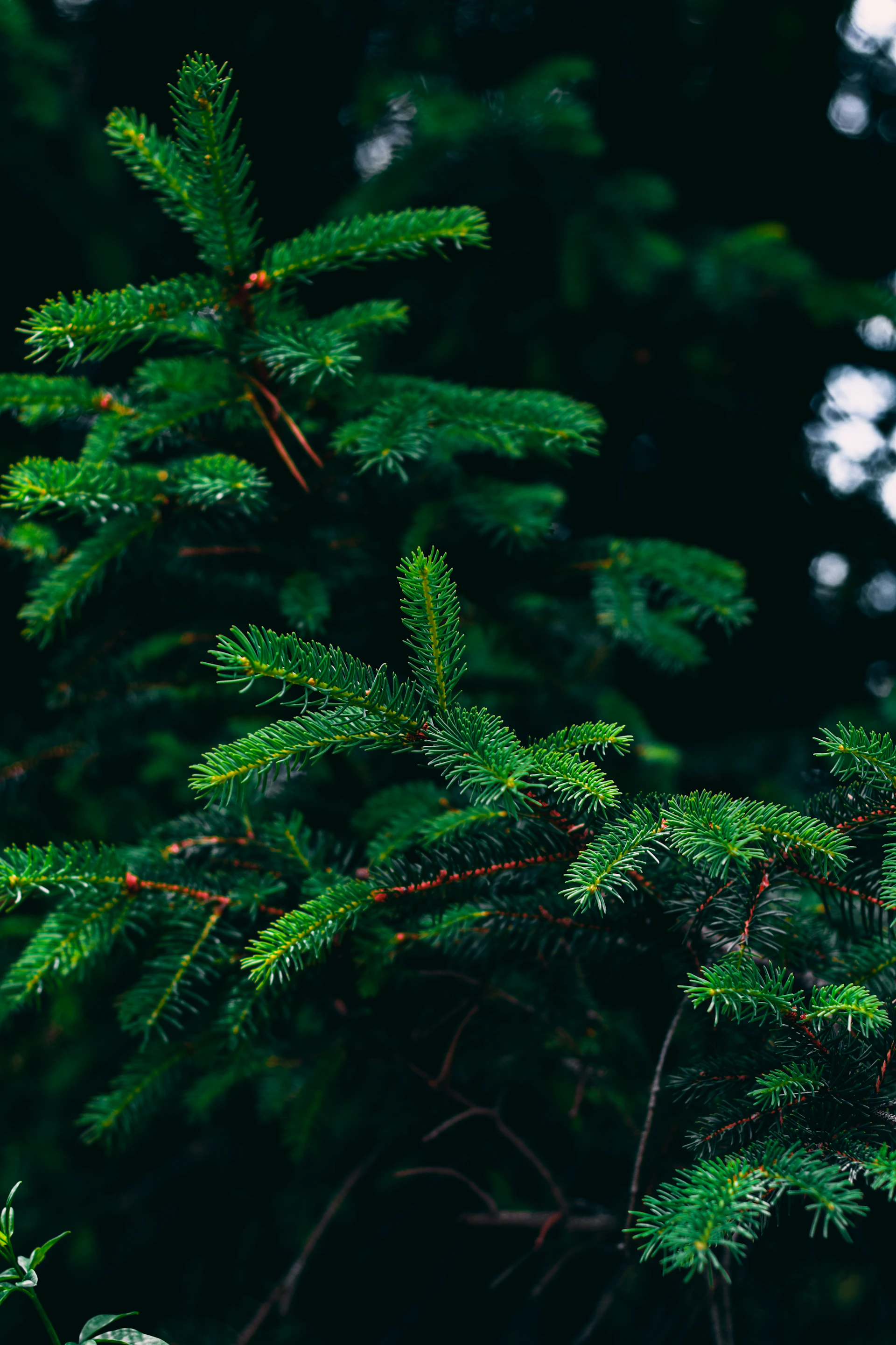 green pine tree in close up photography