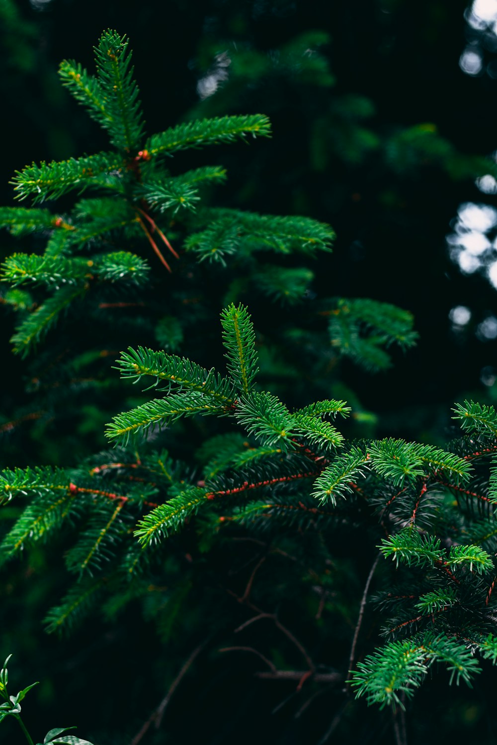 green pine tree in close up photography