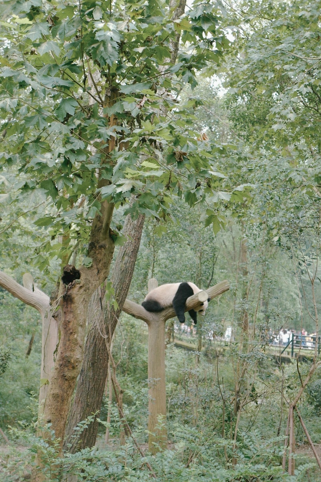 panda on tree branch during daytime