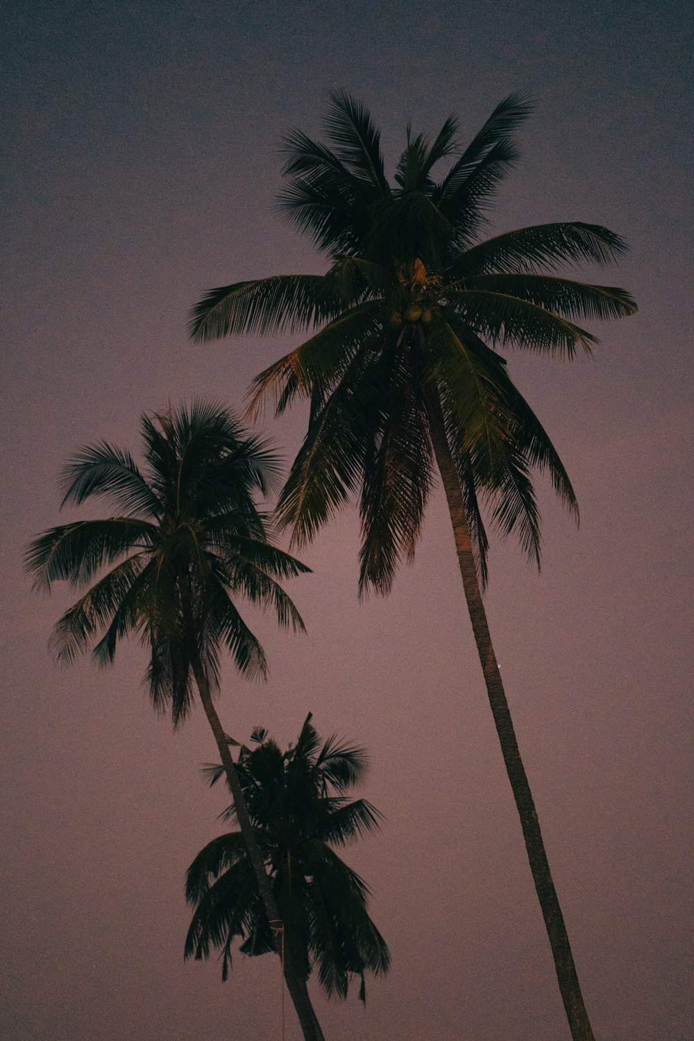 palm tree under blue sky