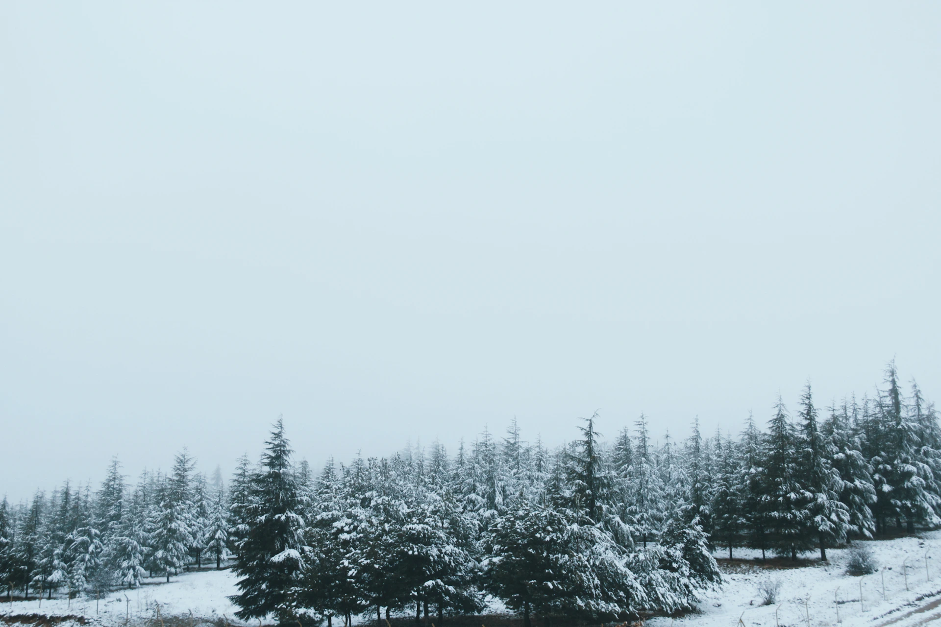 green pine trees covered with snow