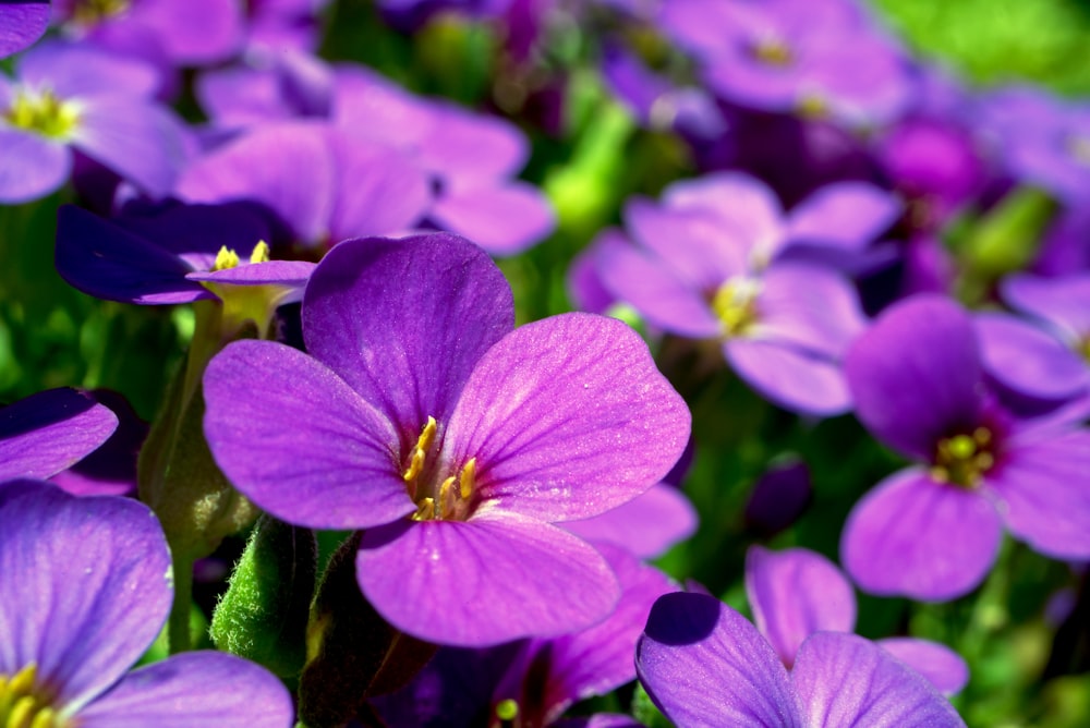 purple flower in macro shot