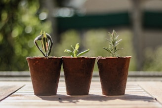 Three small plant pots are arranged side by side on a wooden surface. Each pot contains a different type of plant seedling at various stages of growth. The background is softly blurred with green shades, suggesting an outdoor setting.